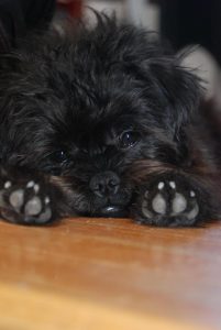 black-dog4