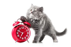 Cute kitten with red alarm-clock isolated on a white background