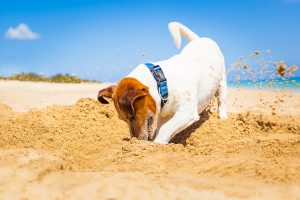 jack russell dog digging a hole in the sand at the beach on summer holiday vacation ocean shore behind